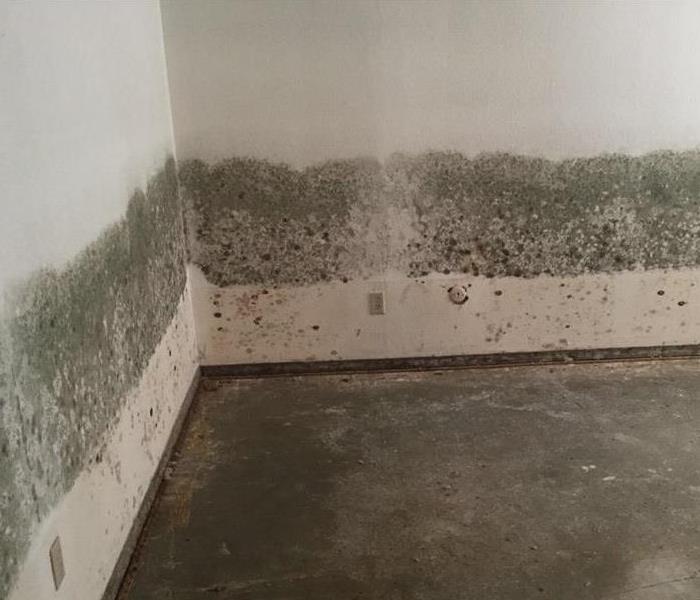 mold growth on walls
