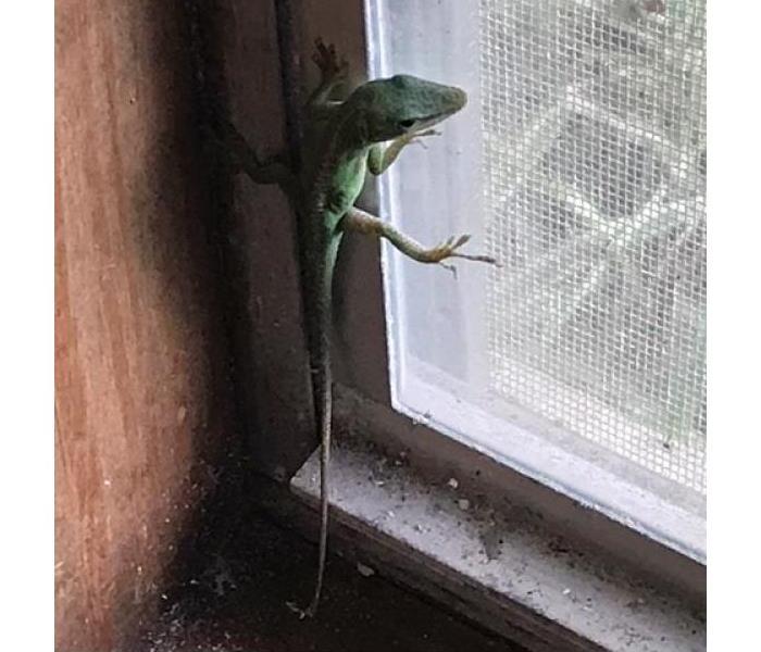 lizard on a screen window